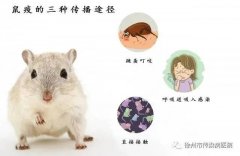 傳染病專家講解：什么是鼠疫？怎么預防？